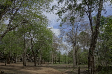 Fototapeta na wymiar trees in the Beng Mealea