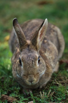 Retrato frontal de conejo en la pradera