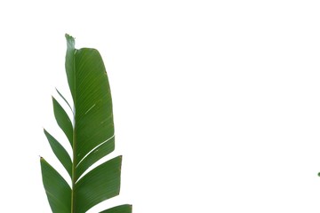 Tearing banana leaves on white isolated background for green foliage backdrop with copy space