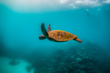 Wild Sea turtle swimming freely in open ocean among colorful coral reef