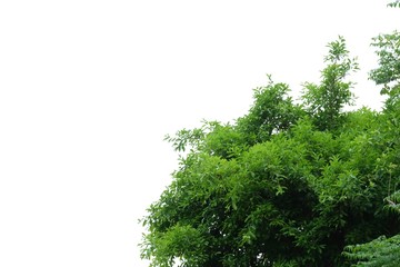 Tropical tree with leaves branches on white isolated background for green foliage backdrop and copy space 