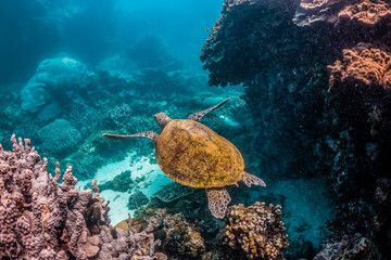 Fototapeta na wymiar Wild Sea turtle swimming freely in open ocean among colorful coral reef