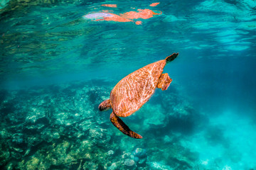 Naklejka na ściany i meble Wild Sea turtle swimming freely in open ocean among colorful coral reef
