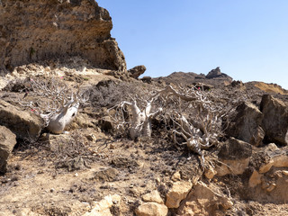 Beautiful plants of Adenium dhofarense, grow on the slopes in the mountains of southern Oman