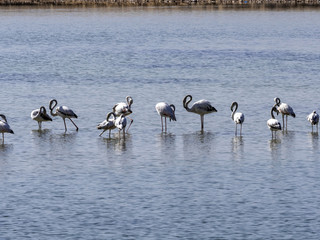 A small group of Rosa Flamingo, Phoenicopterus roseus, on a bay, Oman