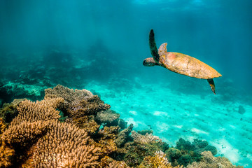 Wild Sea turtle swimming freely in open ocean among colorful coral reef