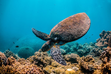 Naklejka premium Wild Sea turtle swimming freely in open ocean among colorful coral reef
