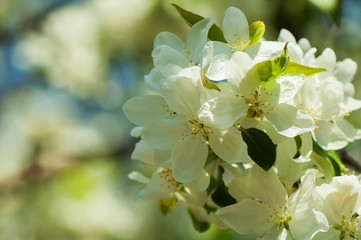 Obraz premium A branch of a blossoming apple tree with large white flowers on a sunny spring day. Blooming apple tree close-up