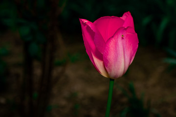 Fototapeta premium Close-up macro detail of pink tulips swaying in the wind