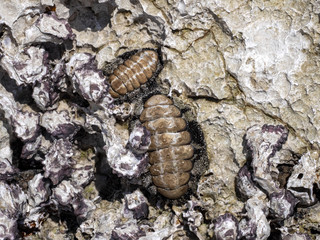 Sedentary sea animal on a stone at low tide, Oman