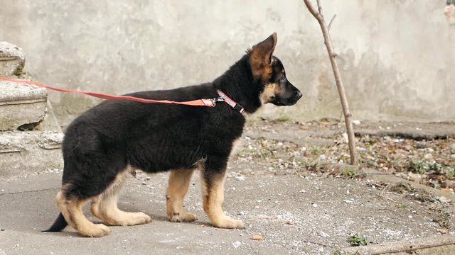 German shepherd puppy on a leash.Puppy on a walk. Portrait of a nice puppy