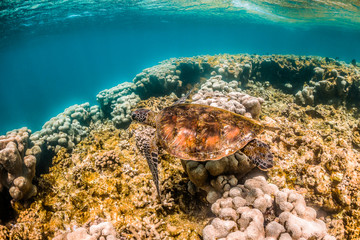 Wild Sea turtle swimming freely in open ocean among colorful coral reef