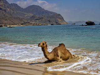 Arabian camel, Camelus dromedarius, on the beautiful coast of southern Oman