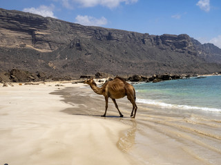 Arabian camel, Camelus dromedarius, on the beautiful coast of southern Oman