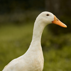 Close up head shot of white Indian runner duck