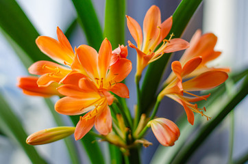 Clivia miniata orange flowers are on the windowsill. Natural background, gardening concept