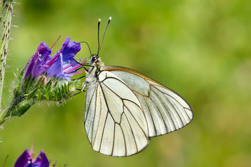  La blanca del majuelo ( Aporia crataegi), mariposa blanca con betas negras sobre la flor lila.