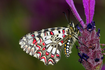  La Arlequín​ (Zerynthia rumina), mariposa posada sobre la lavanda con fondo verde.