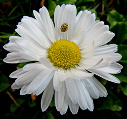 Ladybug on a daisy flower close up