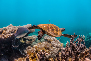 Wild Sea turtle swimming freely in open ocean among colorful coral reef