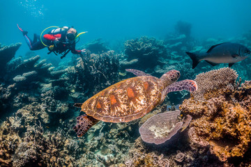 Fototapeta na wymiar Diver swimming with a green sea turtle over colorful coral reef