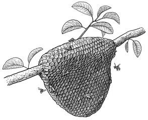 Honeycomb and bees on tree illustration, drawing, engraving, ink, line art, vector