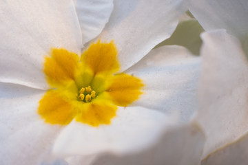 Close-up image of spring Pansy flowers in yellow, white, red and violet colors