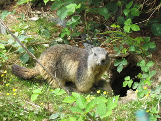 marmotte