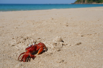 Rote Geisterkrabbe, Ocypode macrocera