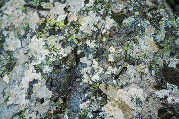 lichen on stone