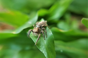 Fototapeta premium Macro shot of common jumping house spider chilling on a grass leaf