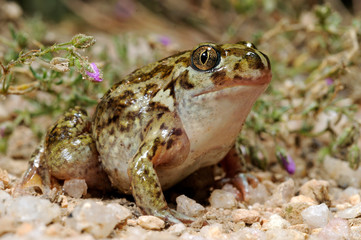 Messerfuß (Pelobates cultripes) - western spadefoot / Extremadura, Spanien - Spain