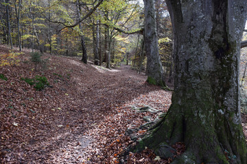 Waldweg mit Buchen im Allgäu