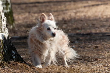 Cute dog walks alone outside on a sunny spring day