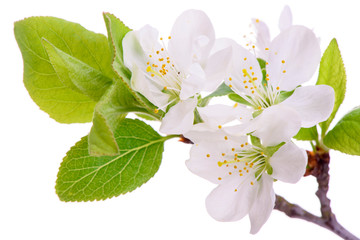 Obraz premium blooming blossoms of plum tree isolated over white background