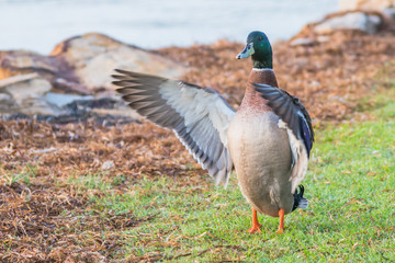Mallard Duck shaking his wings
