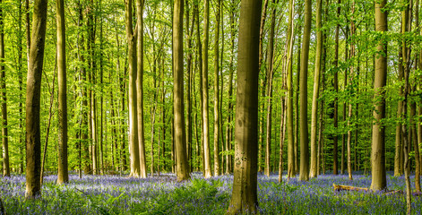 Obraz premium tapis de jacinthes sauvages au printemps