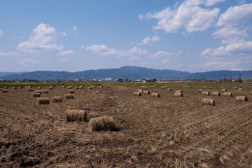 Obraz premium 田んぼに並ぶ稲俵