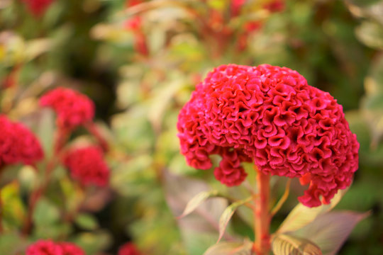 Red Cockscomp or Crested celosia flower plant blooming on blur background close up photo