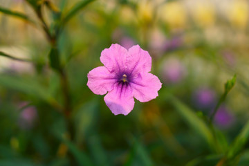 Beautiful purple color Britton's wild petunia or Mexican bluebell flower plant blooming on green leaves blur background