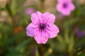 Obraz premium Beautiful purple color Britton's wild petunia or Mexican bluebell flower plant blooming on green leaves blur background