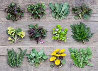 Edible plants and flowers, fresh spring harvest on a wooden rustic background. Medicinal herbs and wild edible plants growing in early spring.
