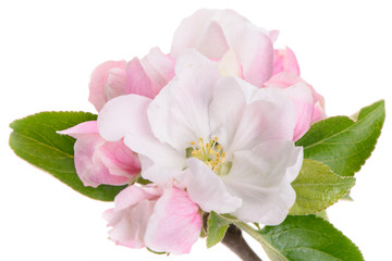 Fototapeta premium blooming blossoms of apple tree isolated over white background