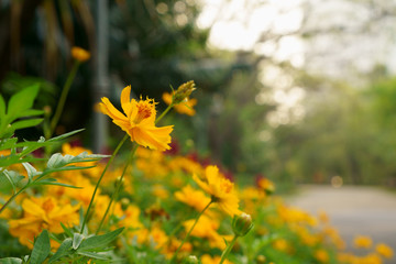 Beautiful yellow Cosmos flower plant blooming beside jogging walkway