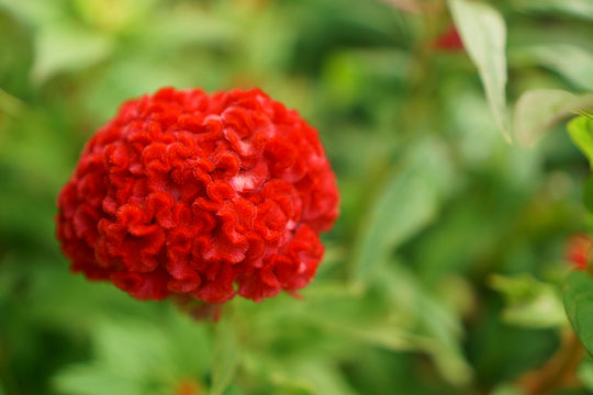 Red fluffy petals of Cockscomp or Crested celosia flower plant blooming on blur background close up photo