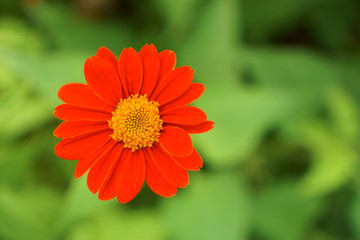 Bunch of red petal Mexican sunflower plant blooming on blurry leaves