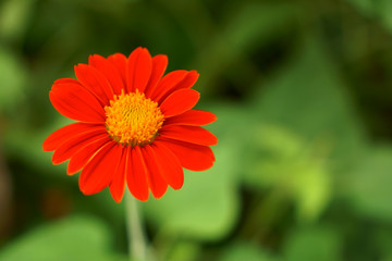 Bunch of red petal Mexican sunflower plant blooming on blurry leaves