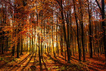 couleur d'automne dans les sous bois