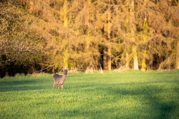 male of European roe deer (Capreolus capreolus), graze on a green meadow behind woodland attacked by bark beatle. Czech Republic Europe wildlife