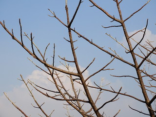 leafless tree